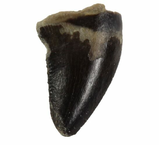 Bargain, Theropod (Raptor) Tooth - Montana #97396